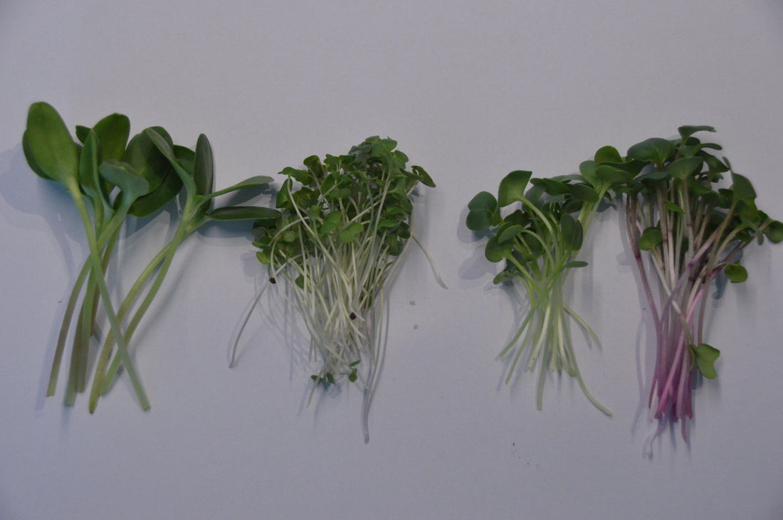 Wat zijn Microgreens? Kiemplantjes Zonnebloem, Broccoli calabrese, Radijs Daikon, Radijs China Rose
