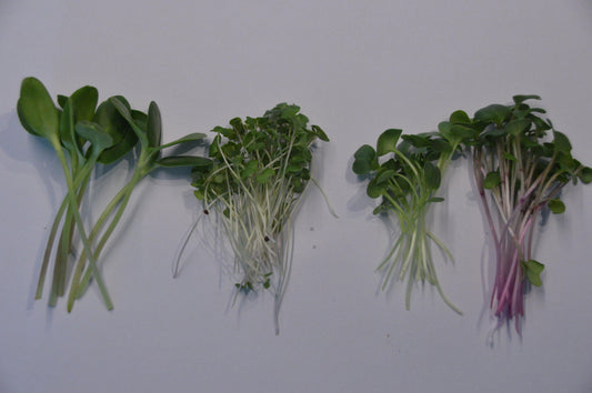 Wat zijn Microgreens? Kiemplantjes Zonnebloem, Broccoli calabrese, Radijs Daikon, Radijs China Rose