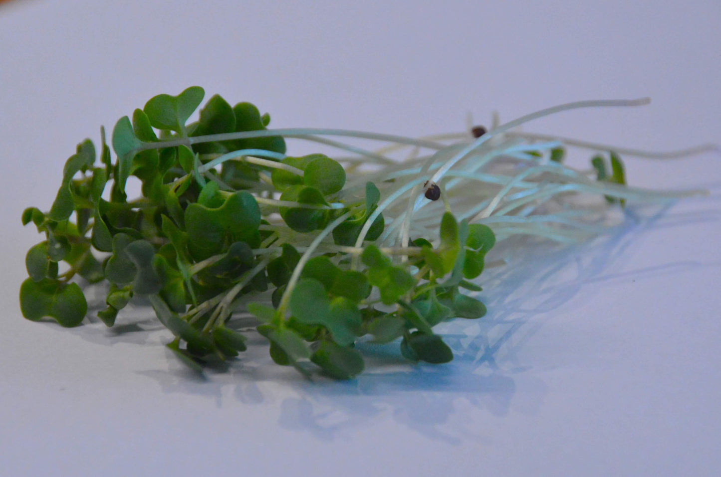 Biologische Broccoli calabrese microgreen plantjes op witte achtergrond