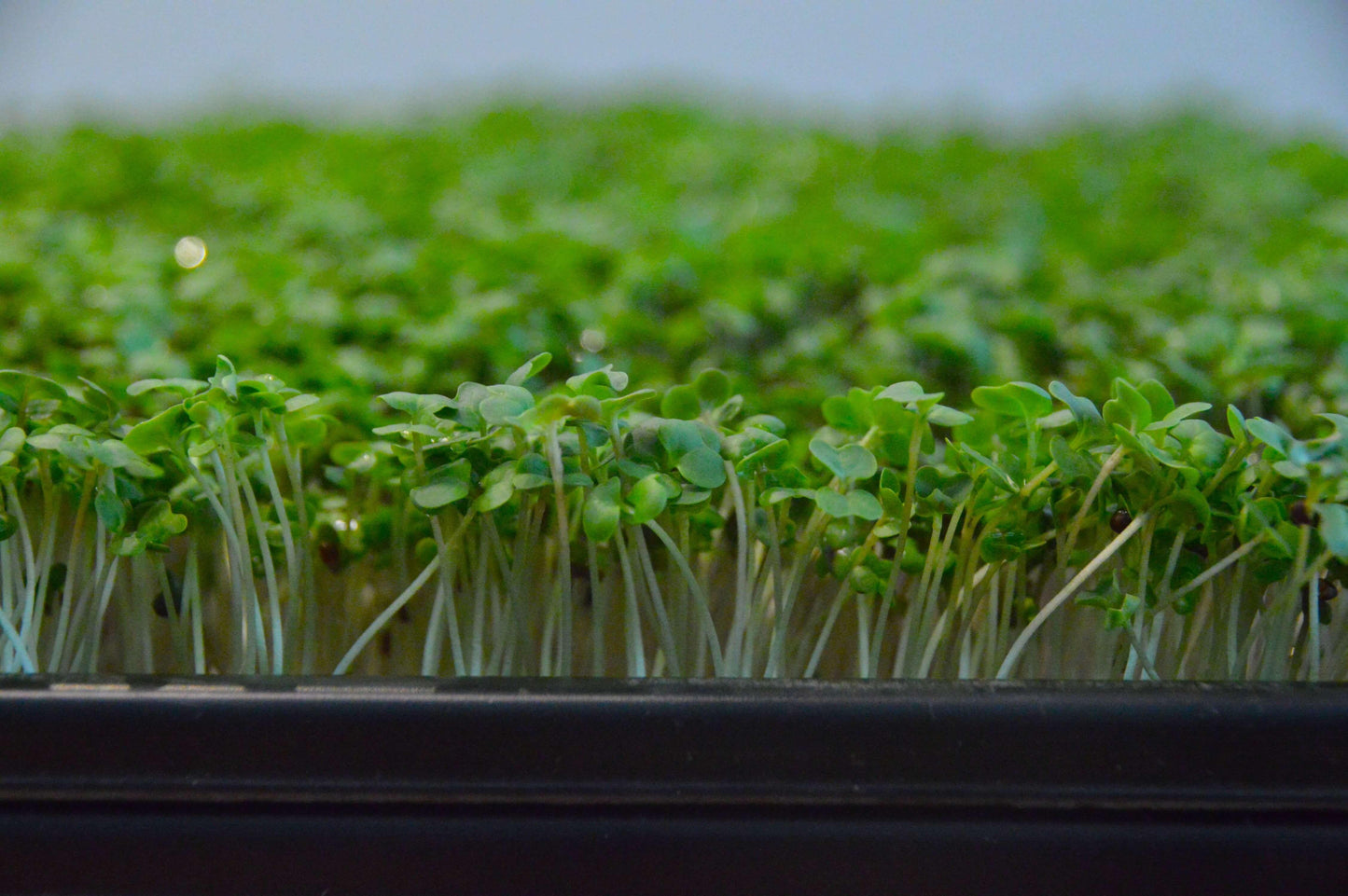 Biologische Broccoli calabrese microgreens gekweekt in tray