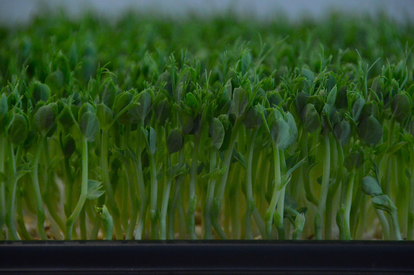 Biologische Groene Erwt Pea microgreen plantjes. Zelf gekweekt en gezond!