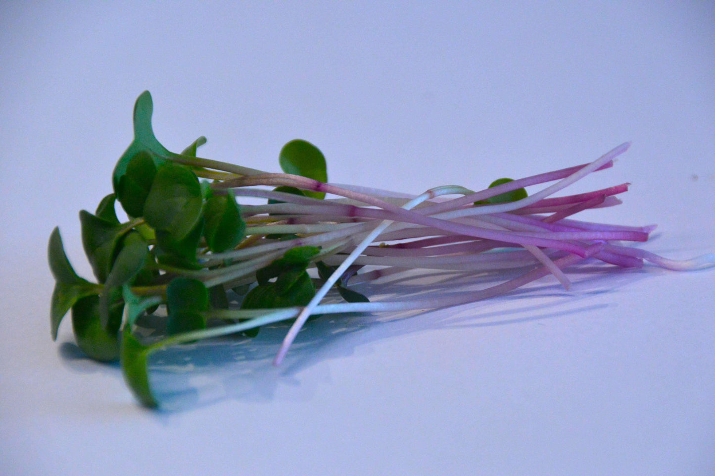 Biologische Microgreen plantjes Radish China Rose. Zelf gekweekt en erg gezond!