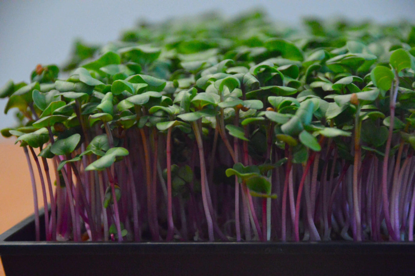 Biologische rode Microgreens plantjes Radish China Rose in tray. Zelf gekweekt en erg gezond!