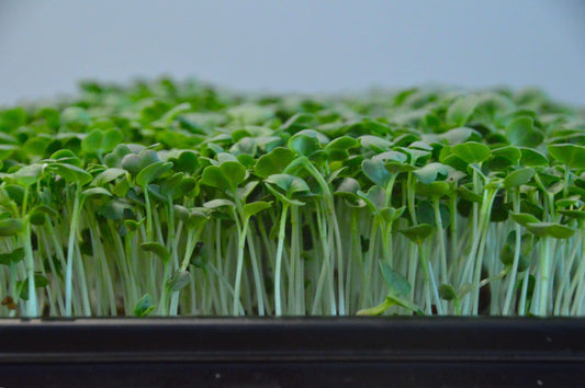 Biologische rode Microgreens plantjes Radish Daikon in tray. Zelf gekweekt en erg gezond!