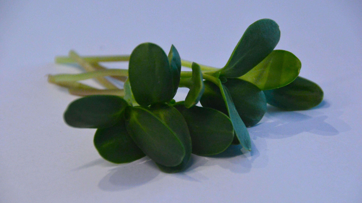 Biologische Microgreens Zonnebloem Odino stelen op witte achtergrond. Zelf gekweekte microgreens en erg gezond!