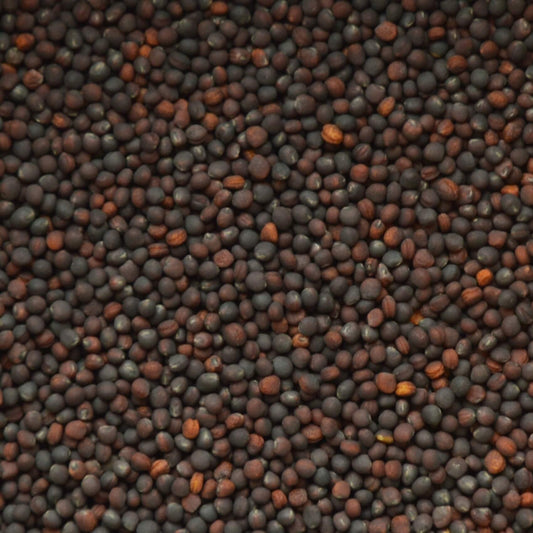 Biologische microgreens zaden broccoli, om zelf thuis gezonde microgreens te kweken.