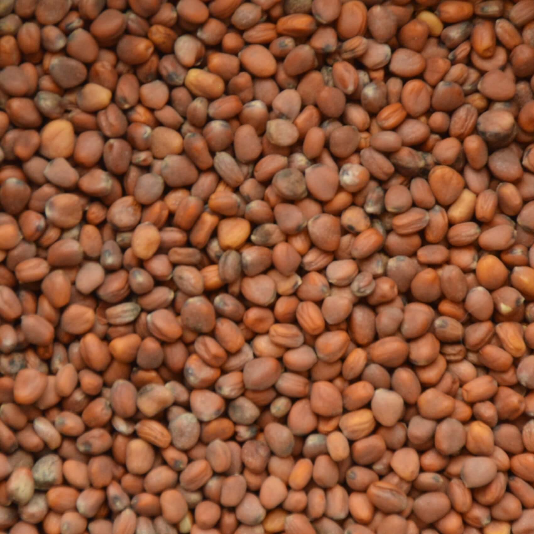 china rose seeds Radish China Rose Sprout Seeds