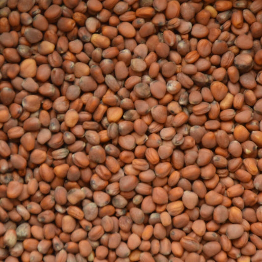 Biologische microgreens zaden Radijs Daikon, om zelf thuis gezonde microgreens te kweken.