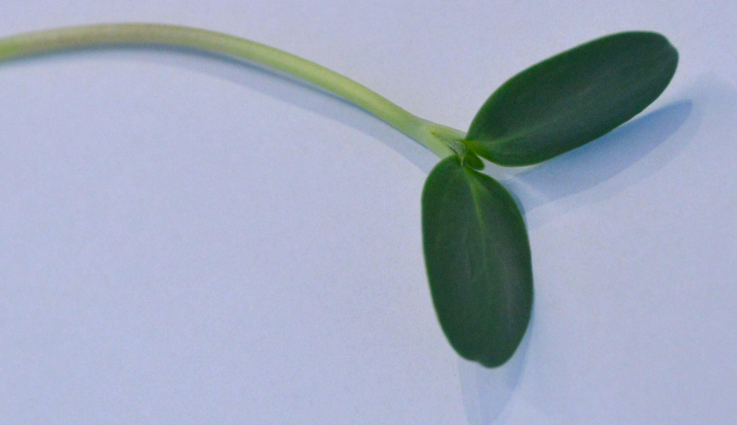 Biologische Microgreens Zonnebloem Odino steel op witte achtergrond. Zelf gekweekte microgreens en erg gezond!