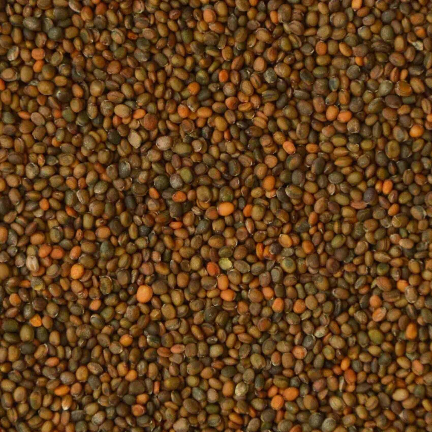 Rucola microgreens zaden close up. microgreens zaden kopen, Rucola.