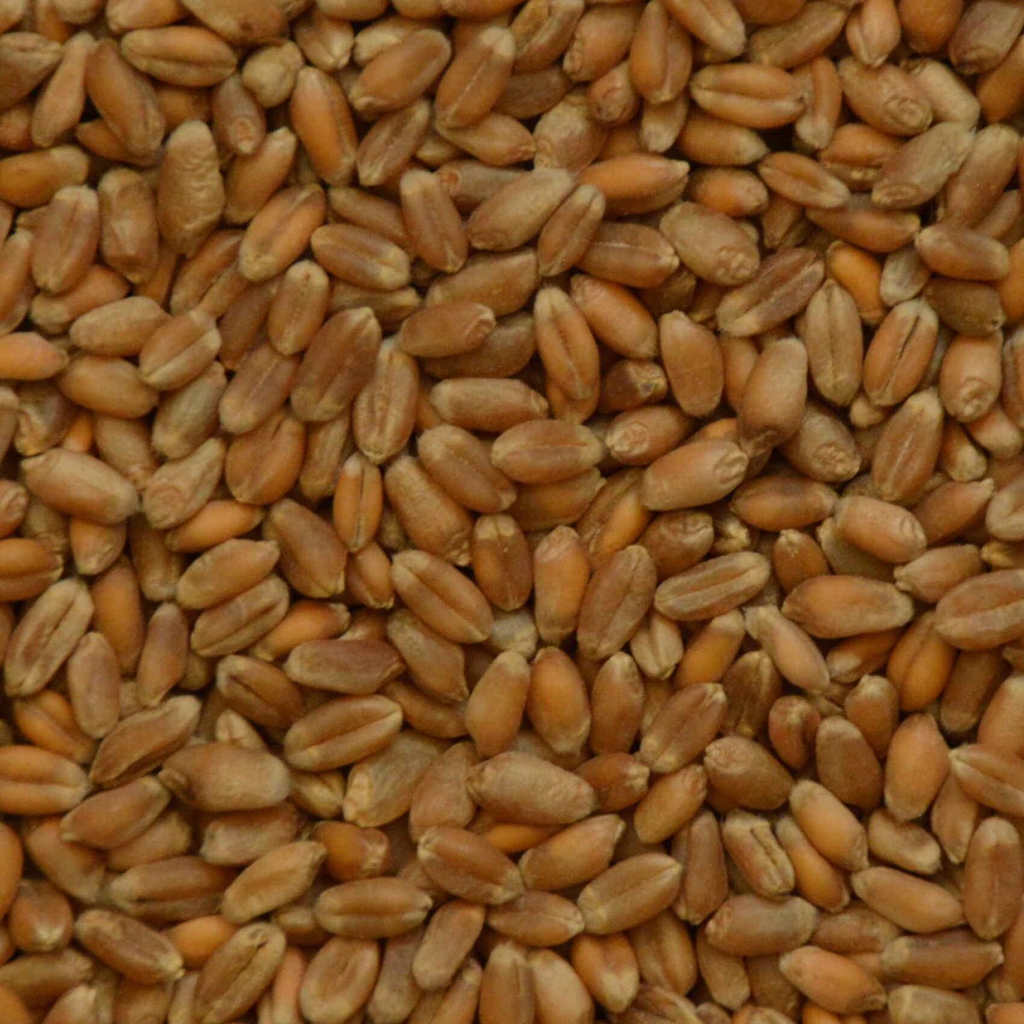 Tarwegras microgreens zaden close up. Microgreens zaden kopen, Tarwegras.