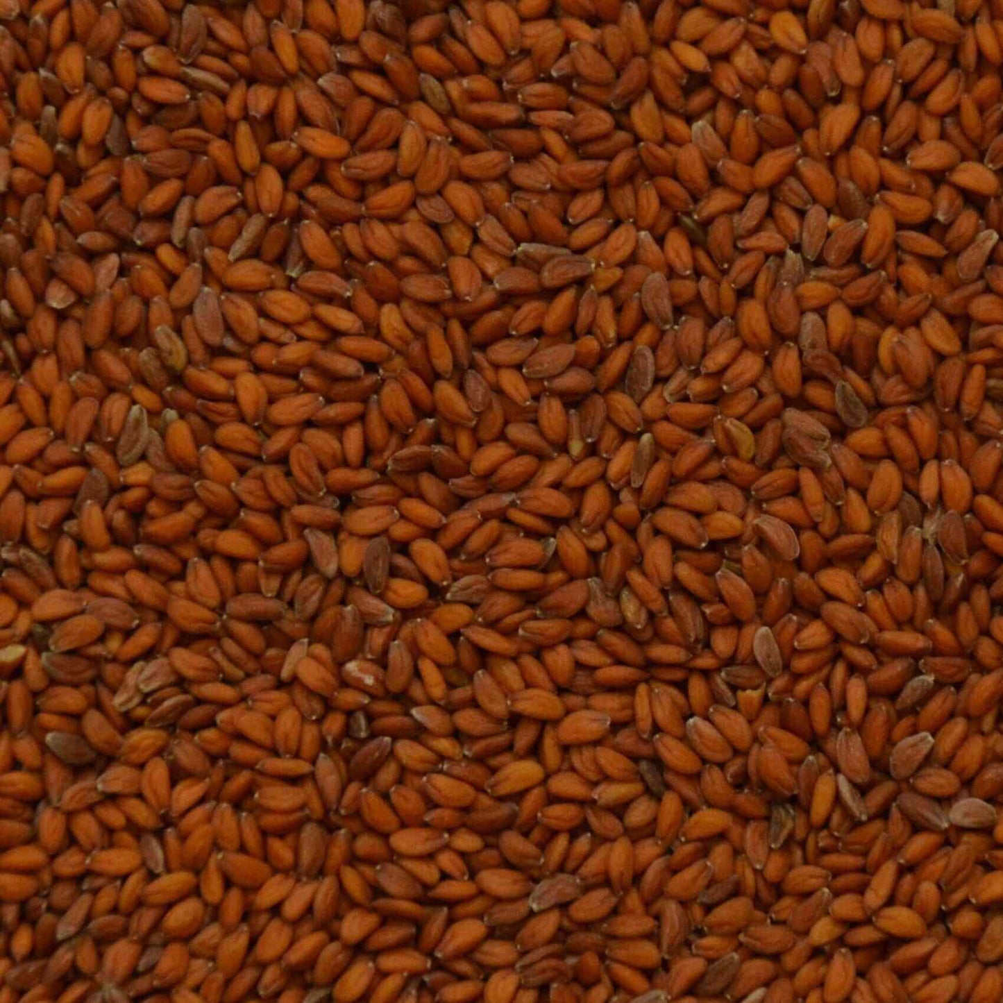 Tuinkers microgreens zaden close up. microgreens zaden kopen, Tuinkers.