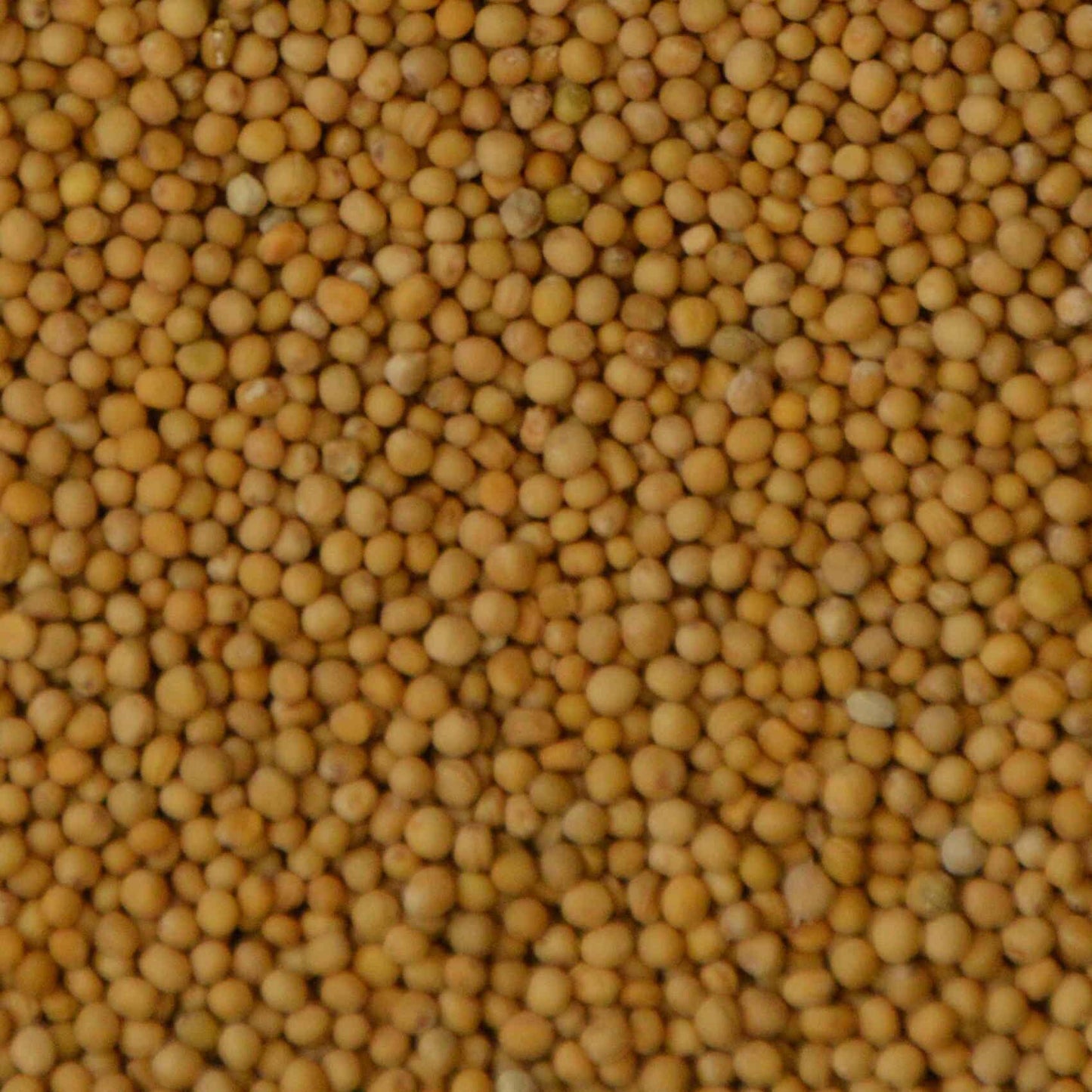Witte mosterd microgreens zaden close up. Microgreens zaden kopen, Witte mosterd.