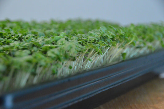 Microgreens kweektray met broccoli microgreens uitgegroeide zaden tot volwassen microgreens.