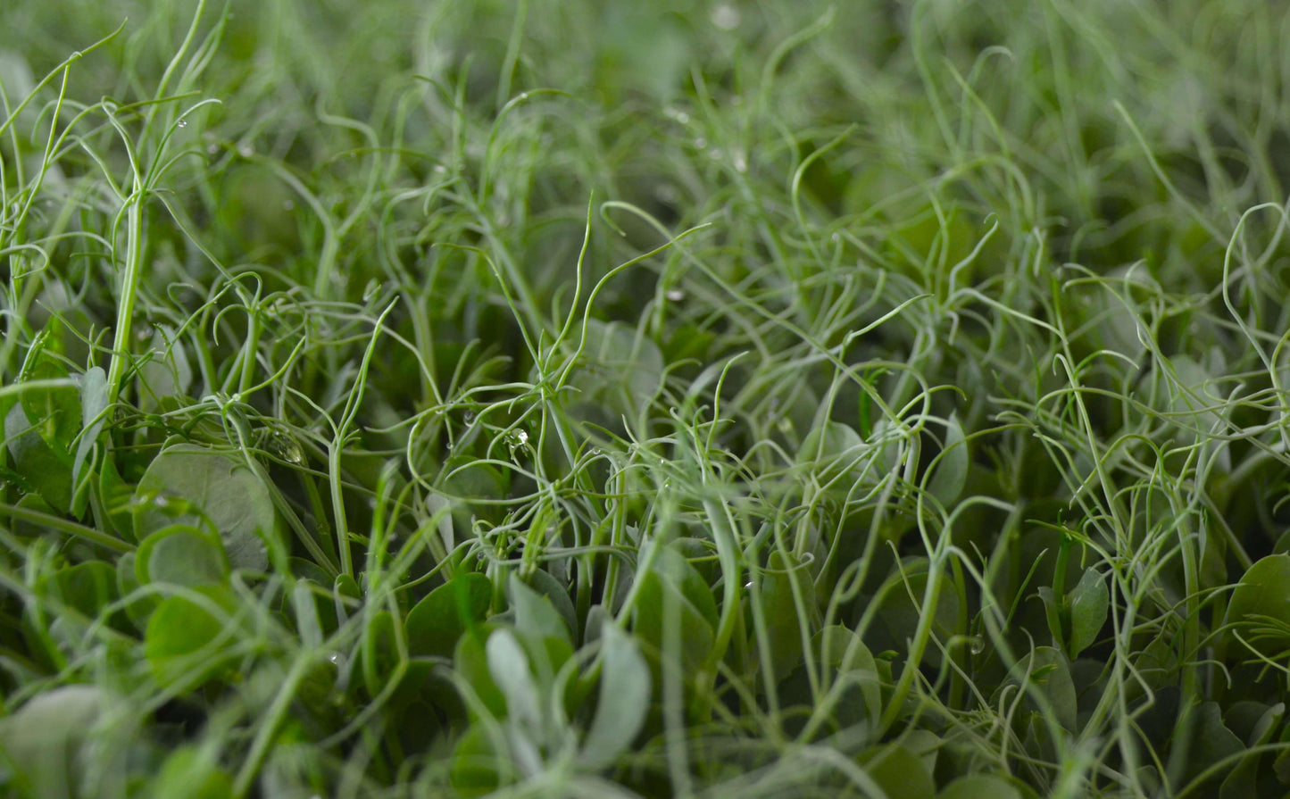 Biologische Microgeens Groene Erwt Pea scheuten met ranken/tendrils. Zelf geweekt en gezond!
