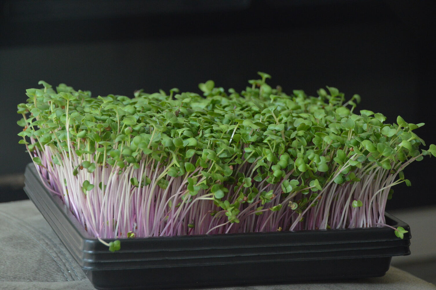 Rode Radijs Microgreens tray in volle gezondheid en klaar om te oogsten.