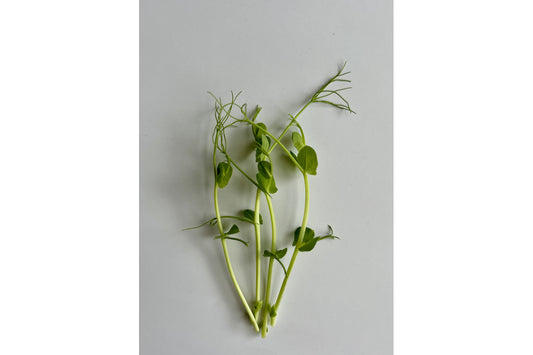 Microgreens stelen van de groene erwt microgreens zaden, op witte achtergrond. Eetbaar en zeer gezonde microgreen.