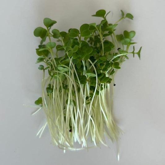 Raap microgreens op een witte achtergrond. Microgreens zaden kopen, Raap.