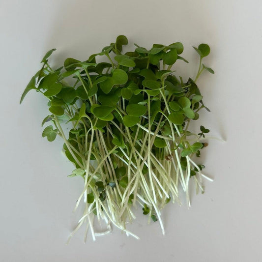 Rucola microgreens op een witte achtergrond. Microgreens zaden kopen, Rucola.