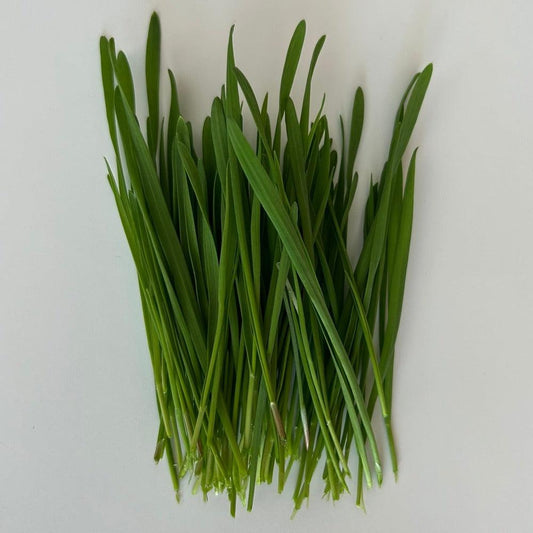 Tarwegras microgreens op een witte achtergrond. Microgreens zaden kopen, tarwegras.
