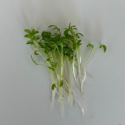 Tuinkers microgreens op een witte achtergrond. Microgreens zaden kopen, tuinkers.