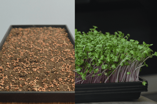 Microgreens zaden kopen en zelf kweken