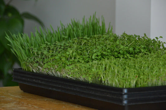 Verschillende soorten microgreens gekweekt in een tray in huis. Microgreens zaden kopen.
