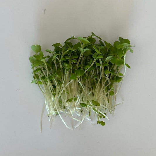 Witte mosterd microgreens op een witte achtergrond. Microgreens zaden kopen, Witte mosterd.