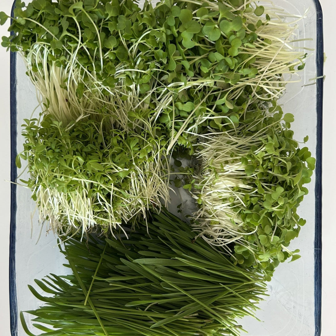 Wat is het verschil tussen microgreens, cressen en kiemgroente?