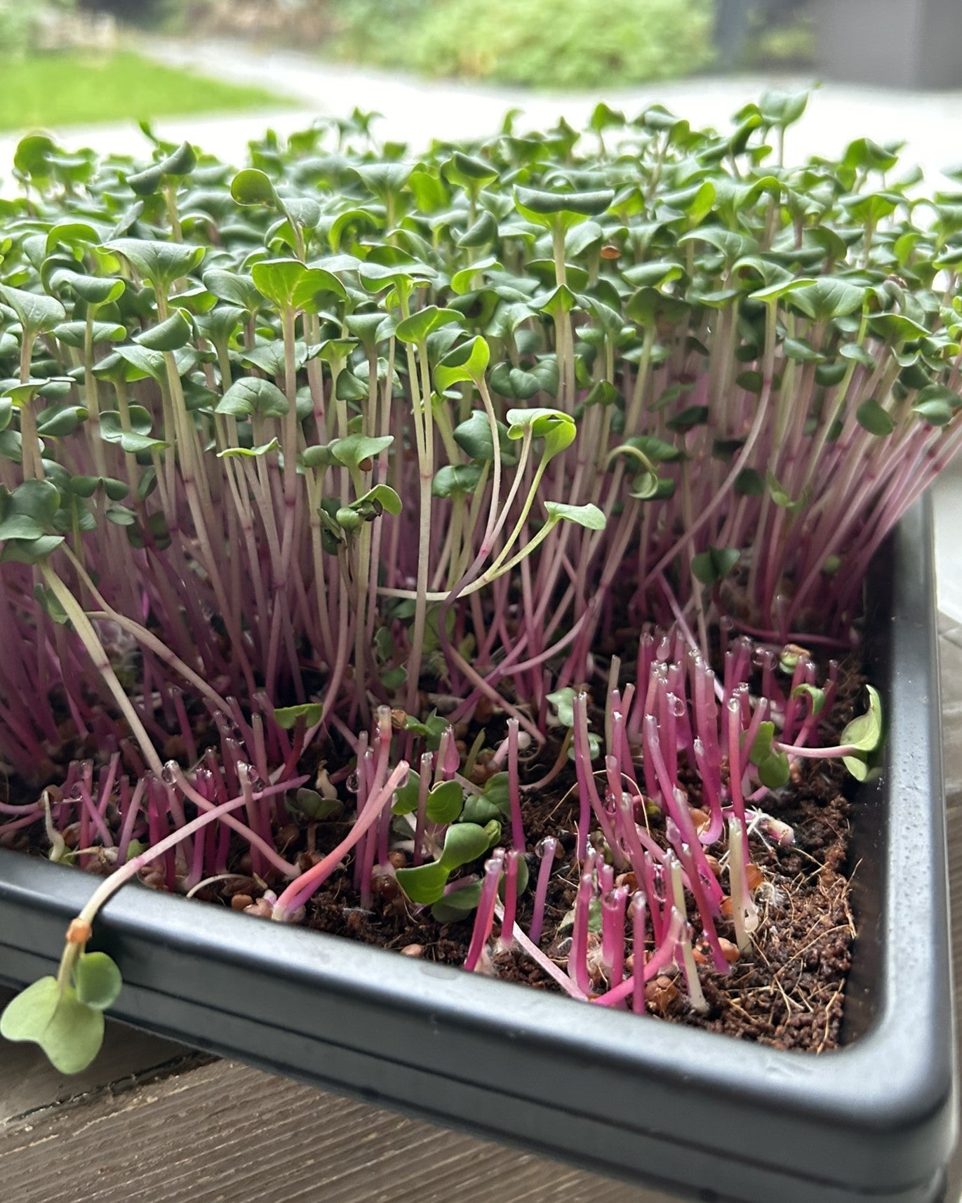 Microgreens Radijs China Rose kweken op een Microgreens Kweektray