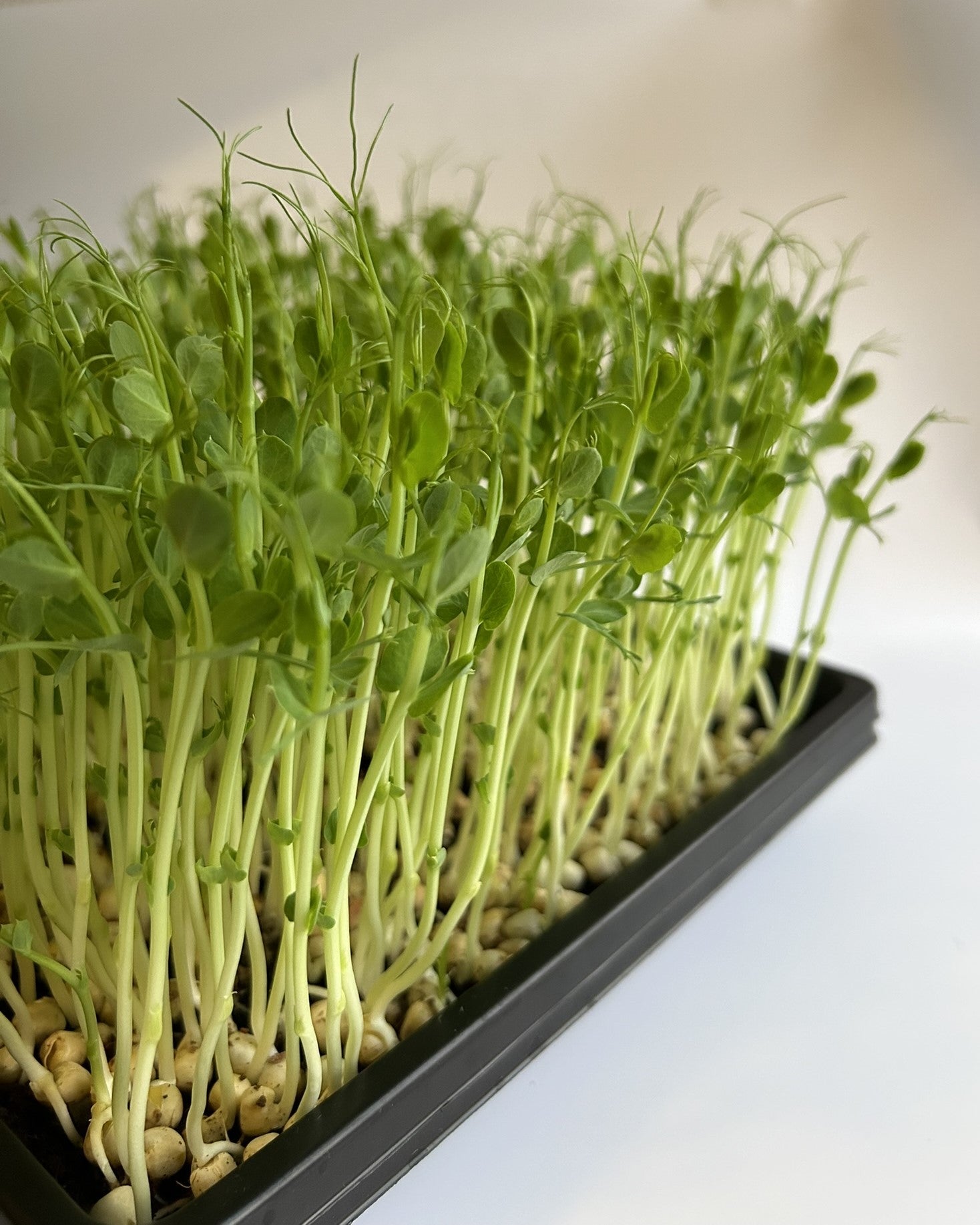 Microgreens Erwten op een Microgreens Kweektray