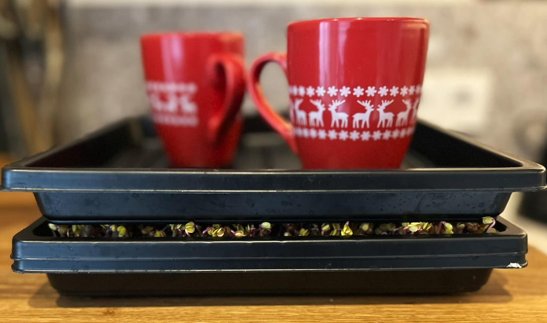Microgreens Kweken in de winter