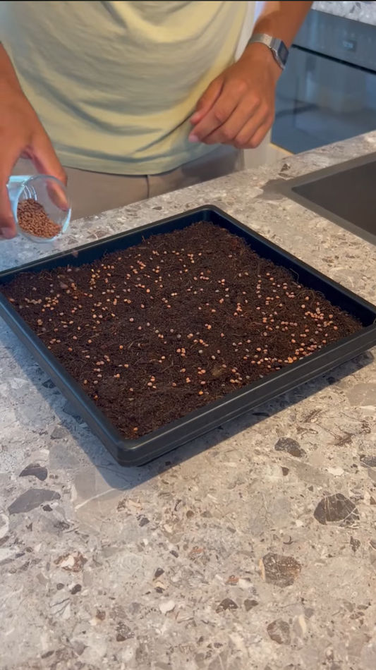 Waarom groeien mijn microgreens niet goed? Oorzaken en oplossingen