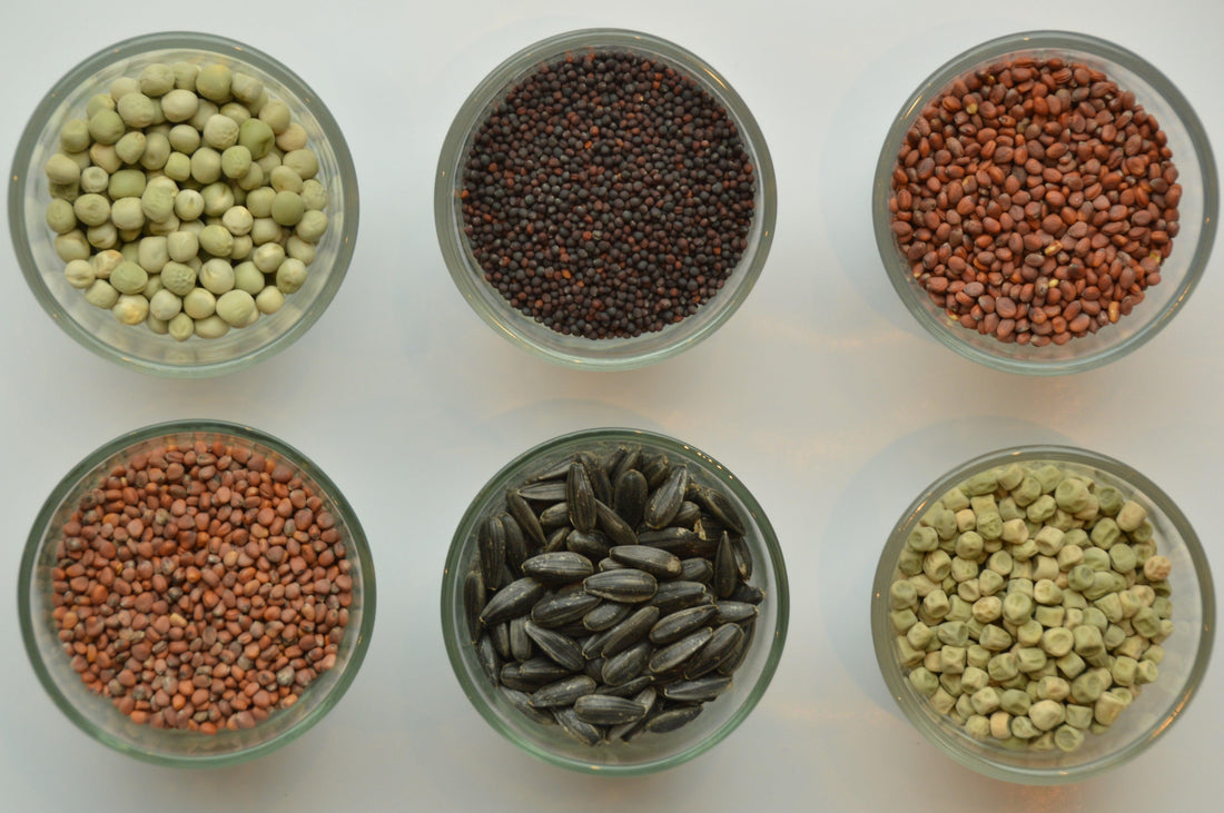 Wat zijn microgreens? Ontdek de kracht van deze kleine supergroenten!