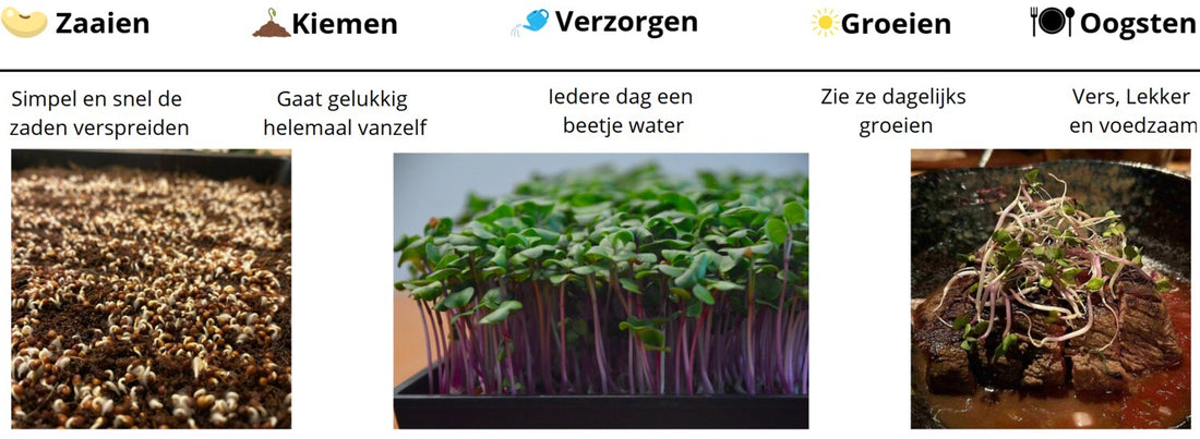 Microgreens kweken in de winter: zo kweek je binnenshuis verse groente het hele seizoen