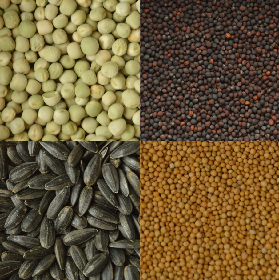 Beste Kiemgroenten zaden om thuis te kweken [Top 5 soorten]