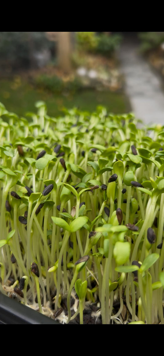 Zonnebloem microgreens in een tray