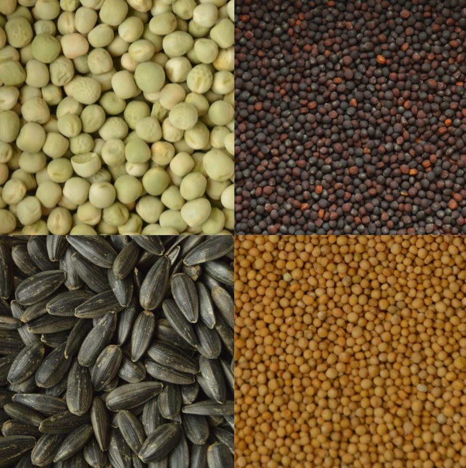 Microgreens Biologische Zaden