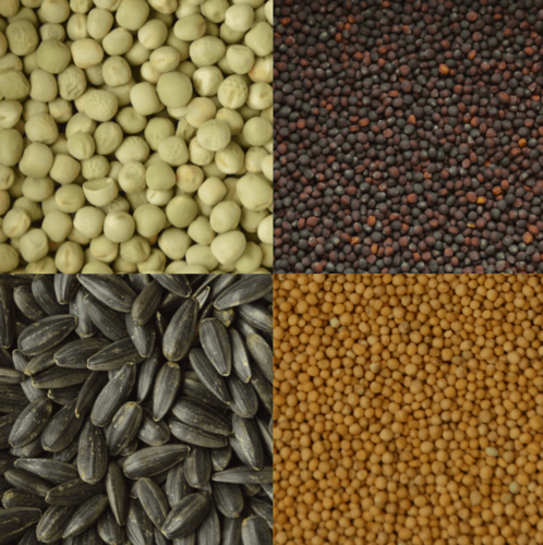 4 soorten microgreens zaden, microgreens zaden kopen. 