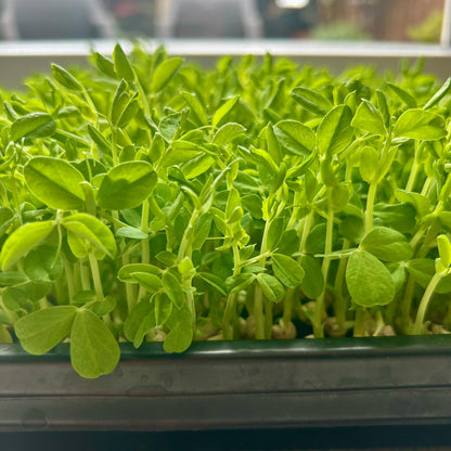 Erbsen-Affila-Sprossensamen – einzigartiger Geschmack und Textur