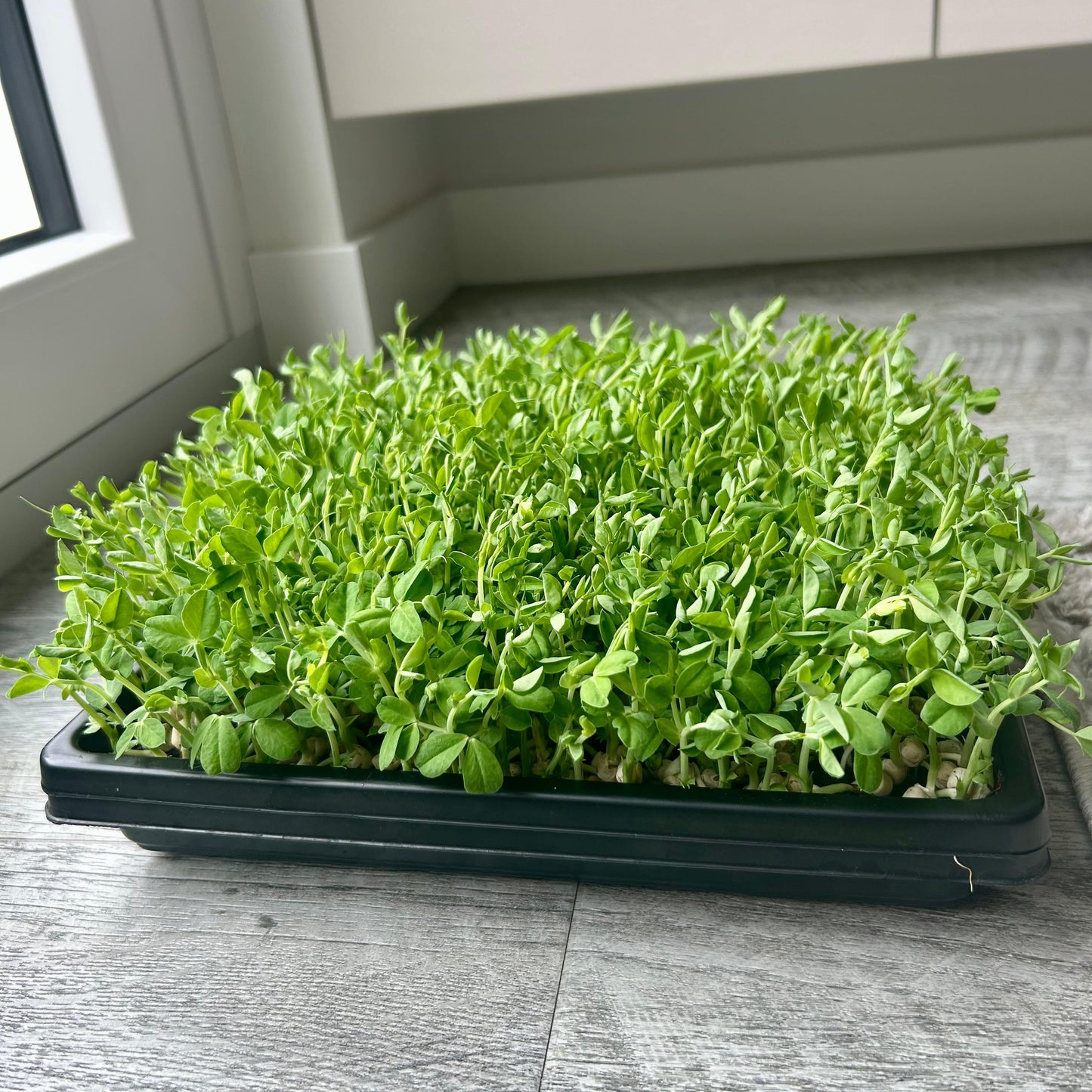 Erbsen-Affila-Sprossensamen – einzigartiger Geschmack und Textur