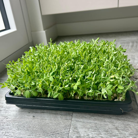 Erbsen-Affila-Sprossensamen – einzigartiger Geschmack und Textur