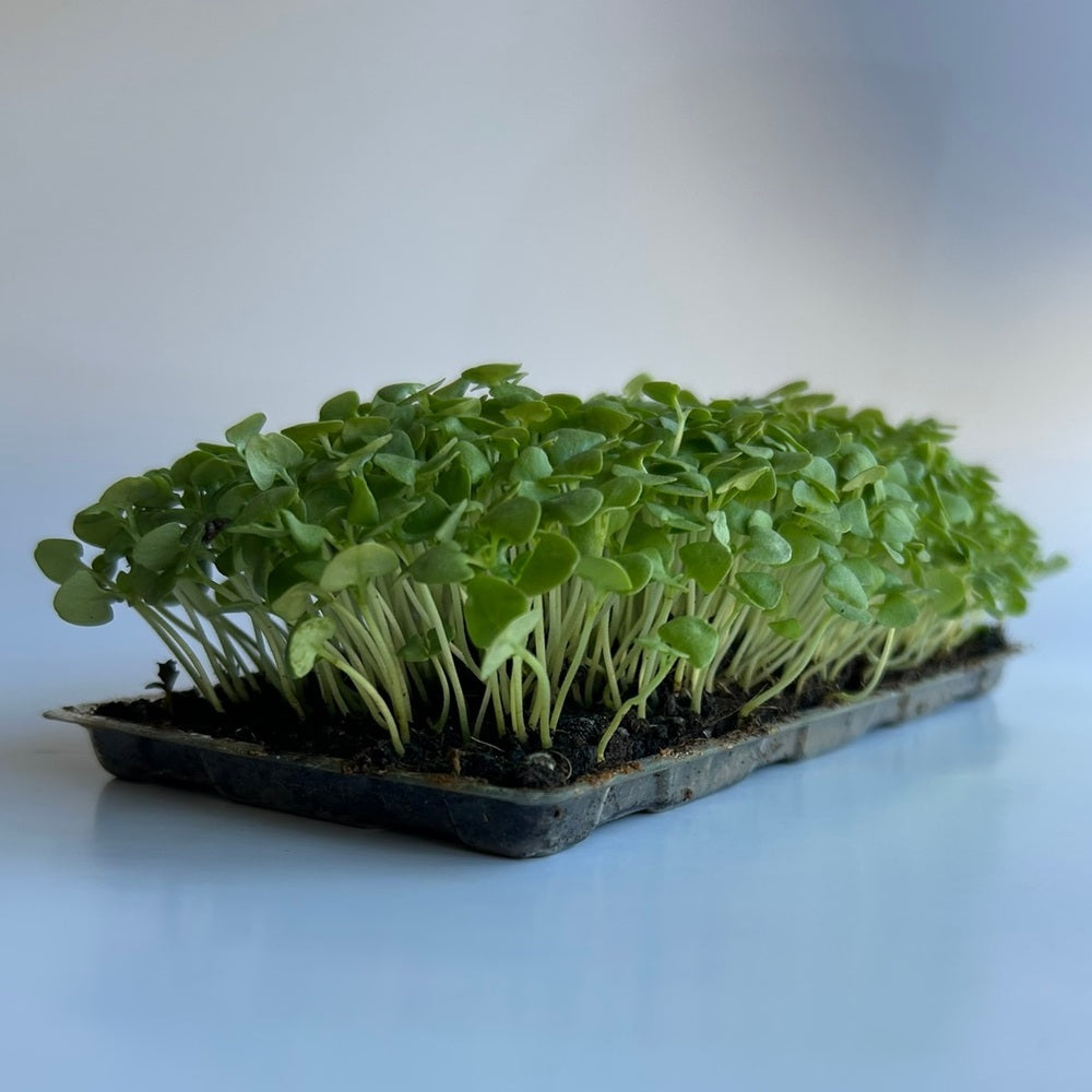 Grüne Basilikum-Microgreens-Samen – aromatisch und spektakulär