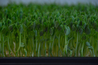 Biologische Groene Erwt Pea microgreen plantjes. Zelf gekweekt en gezond!