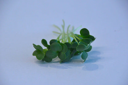 Biologische Microgreen plantjes Radish Daikon. Zelf gekweekt en erg gezond!