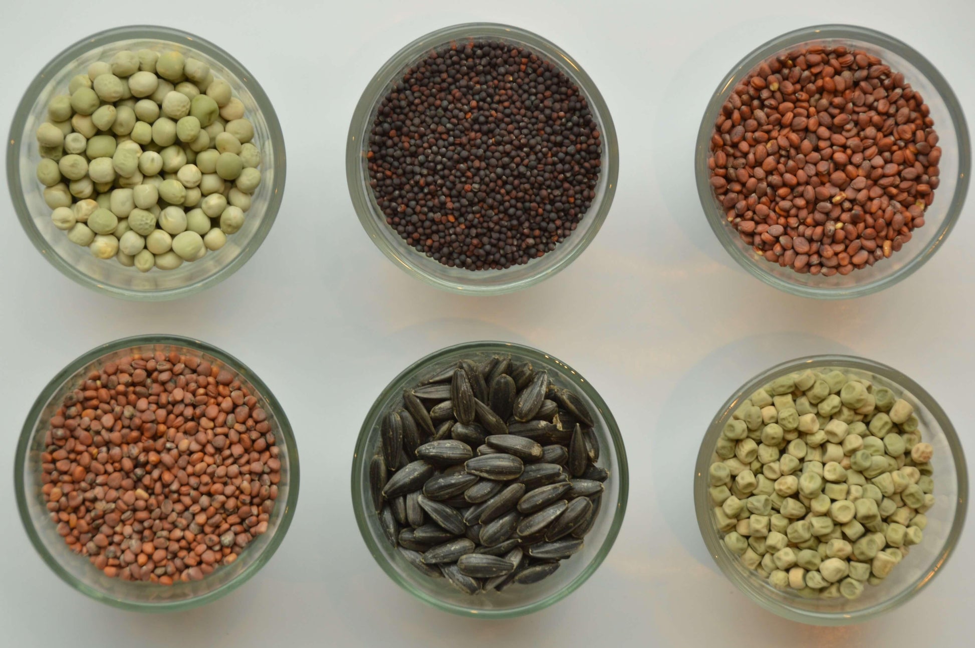 6 soorten microgreens zaden netjes gerangschikt in 6 verschillende glaasjes op witte achtergrond. 
