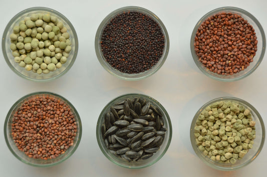 6 soorten microgreens zaden netjes gerangschikt in 6 verschillende glaasjes op witte achtergrond. 