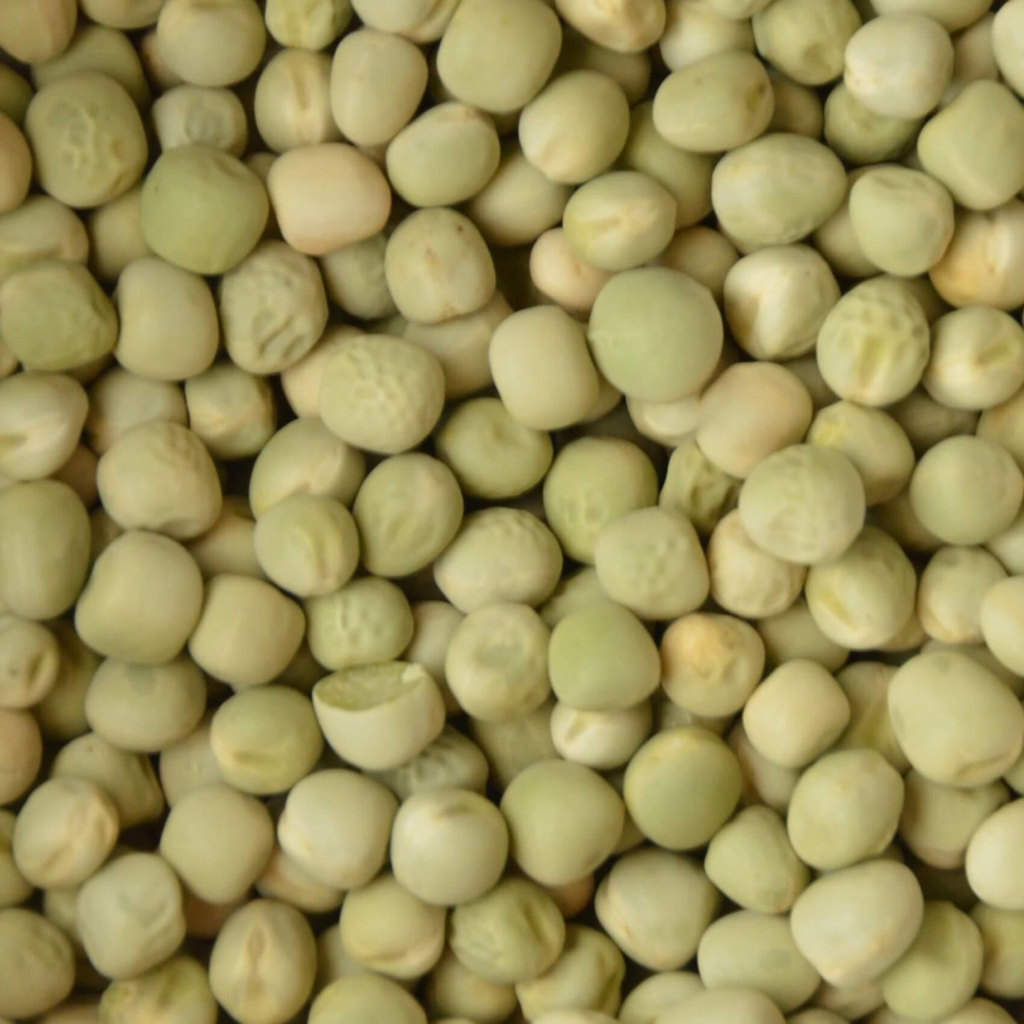 Biologische microgreens zaden groene erwt, om zelf thuis gezonde microgreens te kweken.