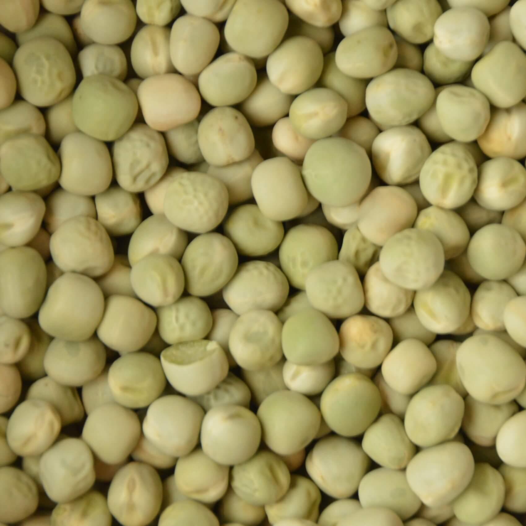 Biologische microgreens zaden groene erwt, om zelf thuis gezonde microgreens te kweken.