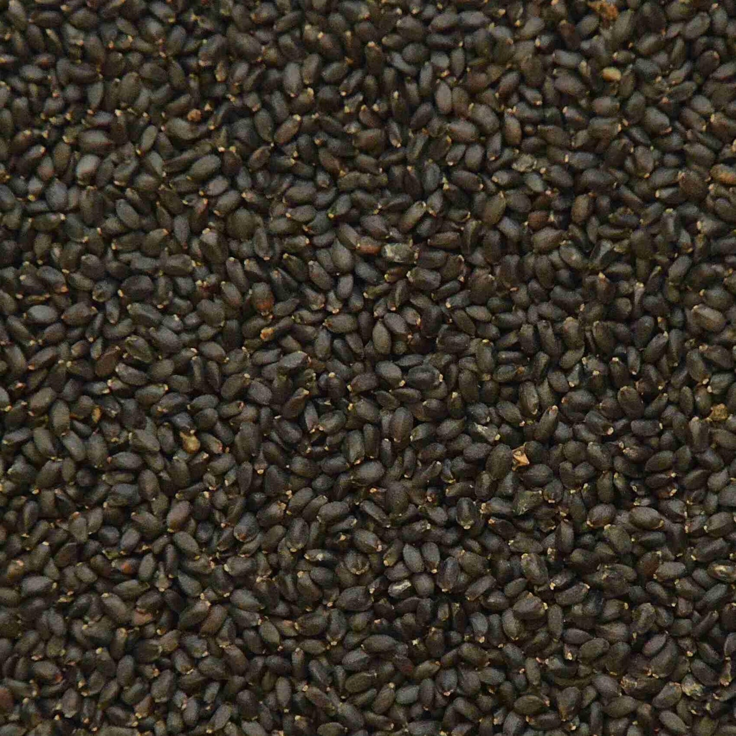 Grüne Basilikum-Microgreens-Samen – aromatisch und spektakulär